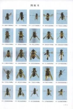 Fauna Of Syrphidae From Mt. Qinling-Bashan In China (Insecta: Diptera) [Chinese] -Wildlife Professional Books 170605 2