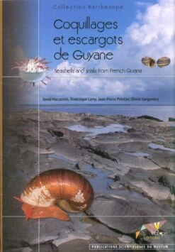 Coquillages Et Escargots De Guyane