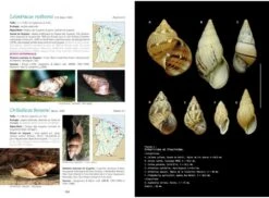 Coquillages Et Escargots De Guyane -Wildlife Professional Books 172978 5
