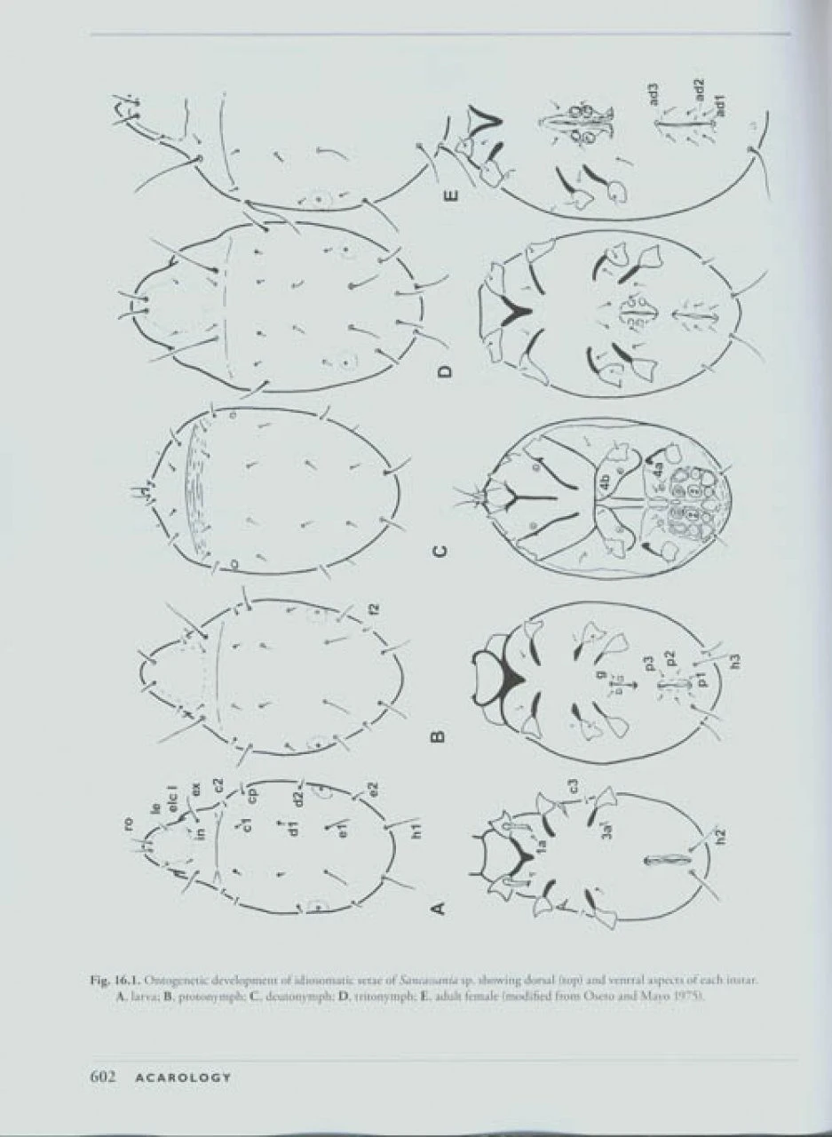A Manual Of Acarology 4 A Manual Of Acarology - Image 2