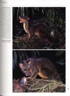 Handbook Of The Mammals Of The World, Volume 1: Carnivores 14 Handbook Of The Mammals Of The World, Volume 1: Carnivores -Wildlife Professional Books 174993 3