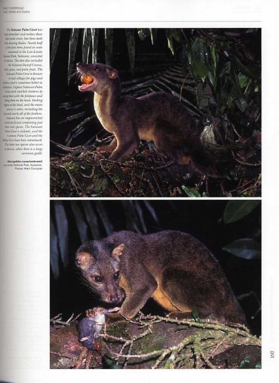 Handbook Of The Mammals Of The World, Volume 1: Carnivores 6 Handbook Of The Mammals Of The World, Volume 1: Carnivores - Image 4