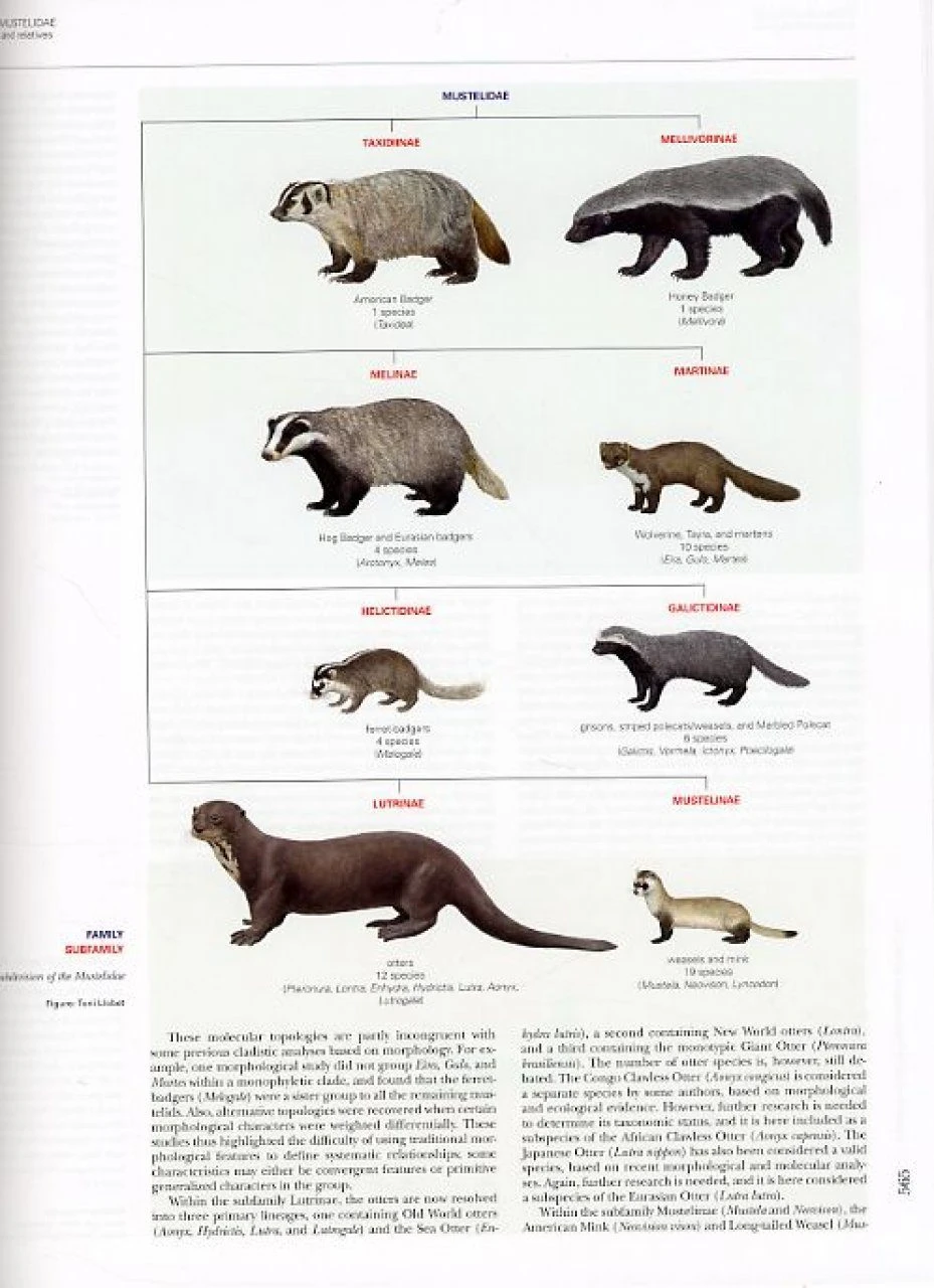 Handbook Of The Mammals Of The World, Volume 1: Carnivores 8 Handbook Of The Mammals Of The World, Volume 1: Carnivores - Image 6