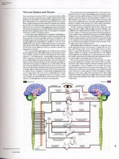 Handbook Of The Mammals Of The World, Volume 1: Carnivores 17 Handbook Of The Mammals Of The World, Volume 1: Carnivores -Wildlife Professional Books 174993 6