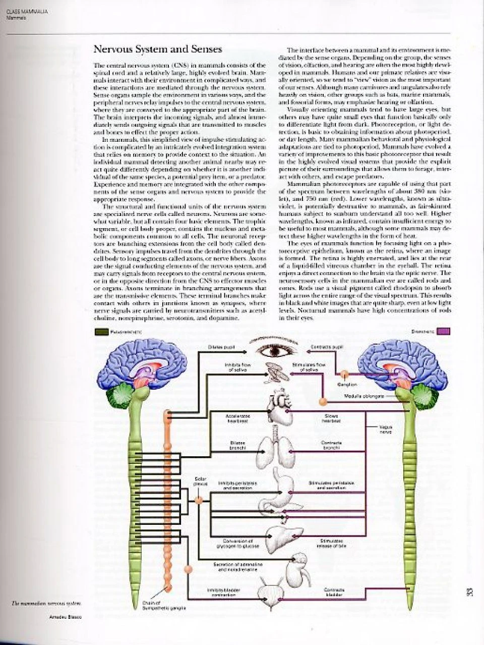 Handbook Of The Mammals Of The World, Volume 1: Carnivores 9 Handbook Of The Mammals Of The World, Volume 1: Carnivores - Image 7