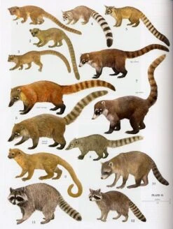 Handbook Of The Mammals Of The World, Volume 1: Carnivores 18 Handbook Of The Mammals Of The World, Volume 1: Carnivores -Wildlife Professional Books 174993 7