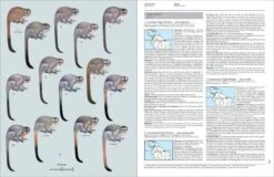 Handbook Of The Mammals Of The World, Volume 3: Primates 10 Handbook Of The Mammals Of The World, Volume 3: Primates -Wildlife Professional Books 174995 1