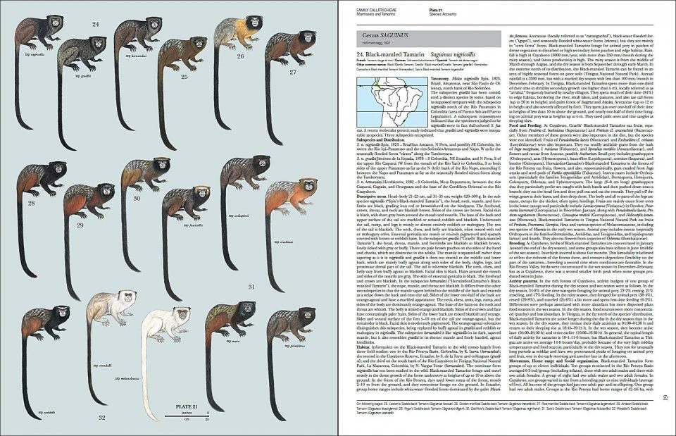Handbook Of The Mammals Of The World, Volume 3: Primates 5 Handbook Of The Mammals Of The World, Volume 3: Primates - Image 3