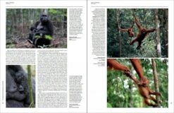 Handbook Of The Mammals Of The World, Volume 3: Primates 12 Handbook Of The Mammals Of The World, Volume 3: Primates -Wildlife Professional Books 174995 3