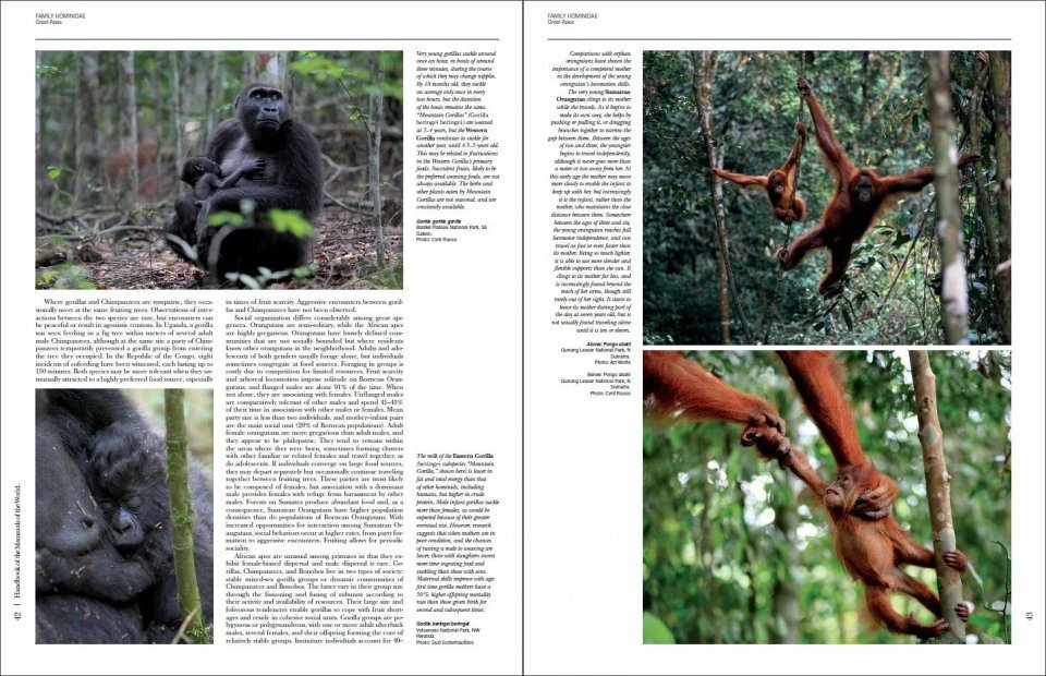 Handbook Of The Mammals Of The World, Volume 3: Primates 6 Handbook Of The Mammals Of The World, Volume 3: Primates - Image 4