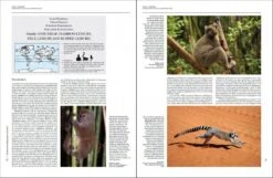 Handbook Of The Mammals Of The World, Volume 3: Primates 15 Handbook Of The Mammals Of The World, Volume 3: Primates -Wildlife Professional Books 174995 6