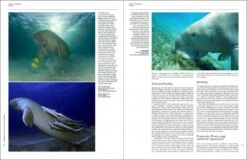 Handbook Of The Mammals Of The World, Volume 4: Sea Mammals -Wildlife Professional Books 174996 04