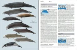 Handbook Of The Mammals Of The World, Volume 4: Sea Mammals -Wildlife Professional Books 174996 06