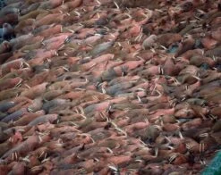 Handbook Of The Mammals Of The World, Volume 4: Sea Mammals -Wildlife Professional Books 174996 15