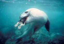 Handbook Of The Mammals Of The World, Volume 4: Sea Mammals -Wildlife Professional Books 174996 18