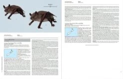 Handbook Of The Mammals Of The World, Volume 9: Bats 24 Handbook Of The Mammals Of The World, Volume 9: Bats -Wildlife Professional Books 175000 02