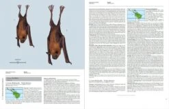 Handbook Of The Mammals Of The World, Volume 9: Bats 25 Handbook Of The Mammals Of The World, Volume 9: Bats -Wildlife Professional Books 175000 03