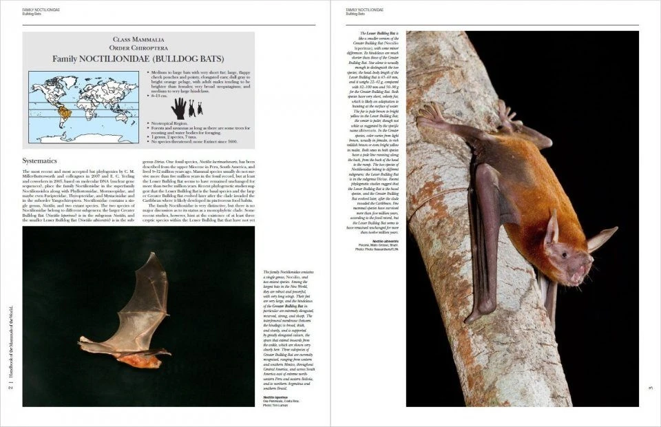 Handbook Of The Mammals Of The World, Volume 9: Bats 7 Handbook Of The Mammals Of The World, Volume 9: Bats - Image 5