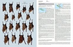 Handbook Of The Mammals Of The World, Volume 9: Bats 27 Handbook Of The Mammals Of The World, Volume 9: Bats -Wildlife Professional Books 175000 05