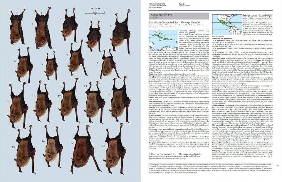 Handbook Of The Mammals Of The World, Volume 9: Bats 8 Handbook Of The Mammals Of The World, Volume 9: Bats - Image 6