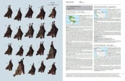 Handbook Of The Mammals Of The World, Volume 9: Bats 29 Handbook Of The Mammals Of The World, Volume 9: Bats -Wildlife Professional Books 175000 07