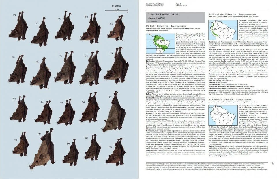 Handbook Of The Mammals Of The World, Volume 9: Bats 10 Handbook Of The Mammals Of The World, Volume 9: Bats - Image 8