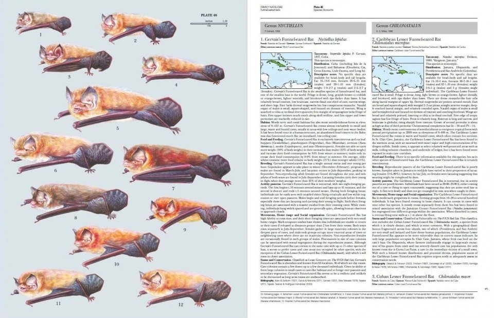 Handbook Of The Mammals Of The World, Volume 9: Bats 11 Handbook Of The Mammals Of The World, Volume 9: Bats - Image 9