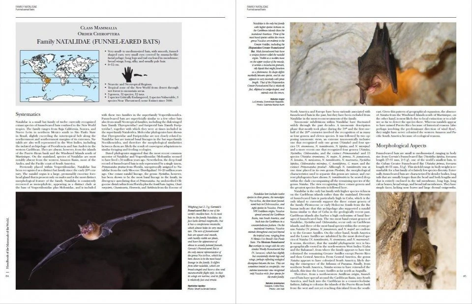 Handbook Of The Mammals Of The World, Volume 9: Bats 12 Handbook Of The Mammals Of The World, Volume 9: Bats - Image 10