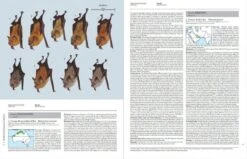 Handbook Of The Mammals Of The World, Volume 9: Bats 32 Handbook Of The Mammals Of The World, Volume 9: Bats -Wildlife Professional Books 175000 10