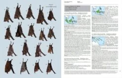 Handbook Of The Mammals Of The World, Volume 9: Bats 33 Handbook Of The Mammals Of The World, Volume 9: Bats -Wildlife Professional Books 175000 11