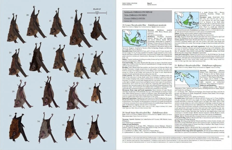 Handbook Of The Mammals Of The World, Volume 9: Bats 14 Handbook Of The Mammals Of The World, Volume 9: Bats - Image 12