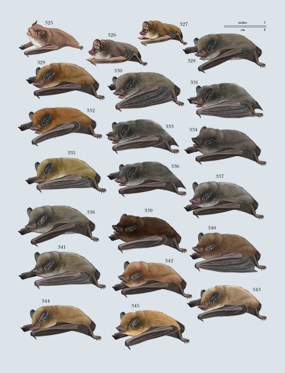 Handbook Of The Mammals Of The World, Volume 9: Bats 17 Handbook Of The Mammals Of The World, Volume 9: Bats - Image 15