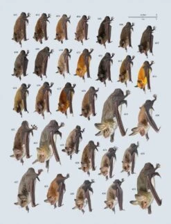 Handbook Of The Mammals Of The World, Volume 9: Bats 38 Handbook Of The Mammals Of The World, Volume 9: Bats -Wildlife Professional Books 175000 16