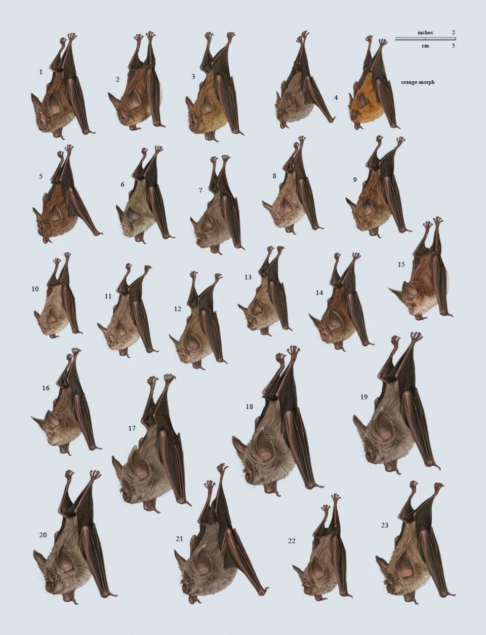 Handbook Of The Mammals Of The World, Volume 9: Bats 20 Handbook Of The Mammals Of The World, Volume 9: Bats - Image 18
