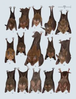 Handbook Of The Mammals Of The World, Volume 9: Bats 40 Handbook Of The Mammals Of The World, Volume 9: Bats -Wildlife Professional Books 175000 18