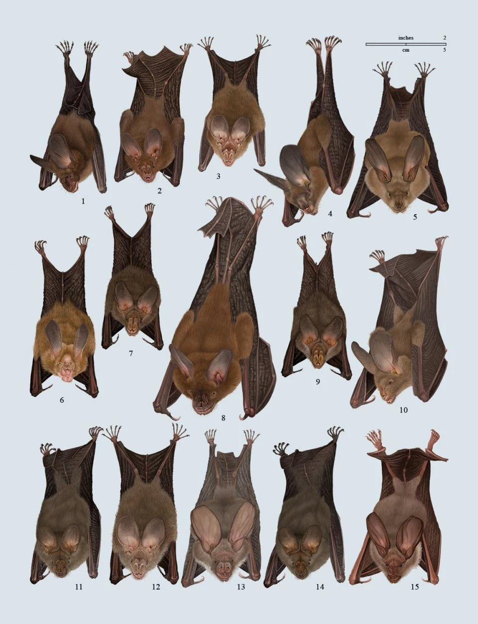 Handbook Of The Mammals Of The World, Volume 9: Bats 21 Handbook Of The Mammals Of The World, Volume 9: Bats - Image 19