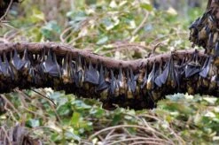 Handbook Of The Mammals Of The World, Volume 9: Bats 41 Handbook Of The Mammals Of The World, Volume 9: Bats -Wildlife Professional Books 175000 19