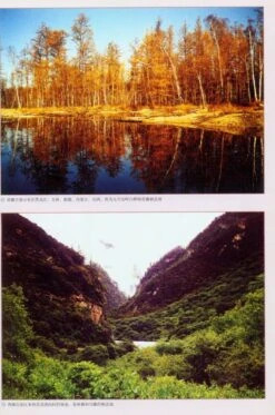 The Musk Deer Of China [Chinese] -Wildlife Professional Books 175724 1