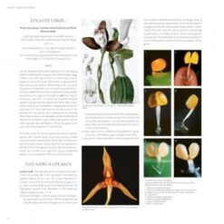 Lycaste, Ida And Anguloa 11 Lycaste, Ida And Anguloa -Wildlife Professional Books 176014 1