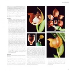 Lycaste, Ida And Anguloa 12 Lycaste, Ida And Anguloa -Wildlife Professional Books 176014 2