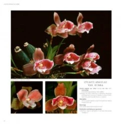 Lycaste, Ida And Anguloa 13 Lycaste, Ida And Anguloa -Wildlife Professional Books 176014 3