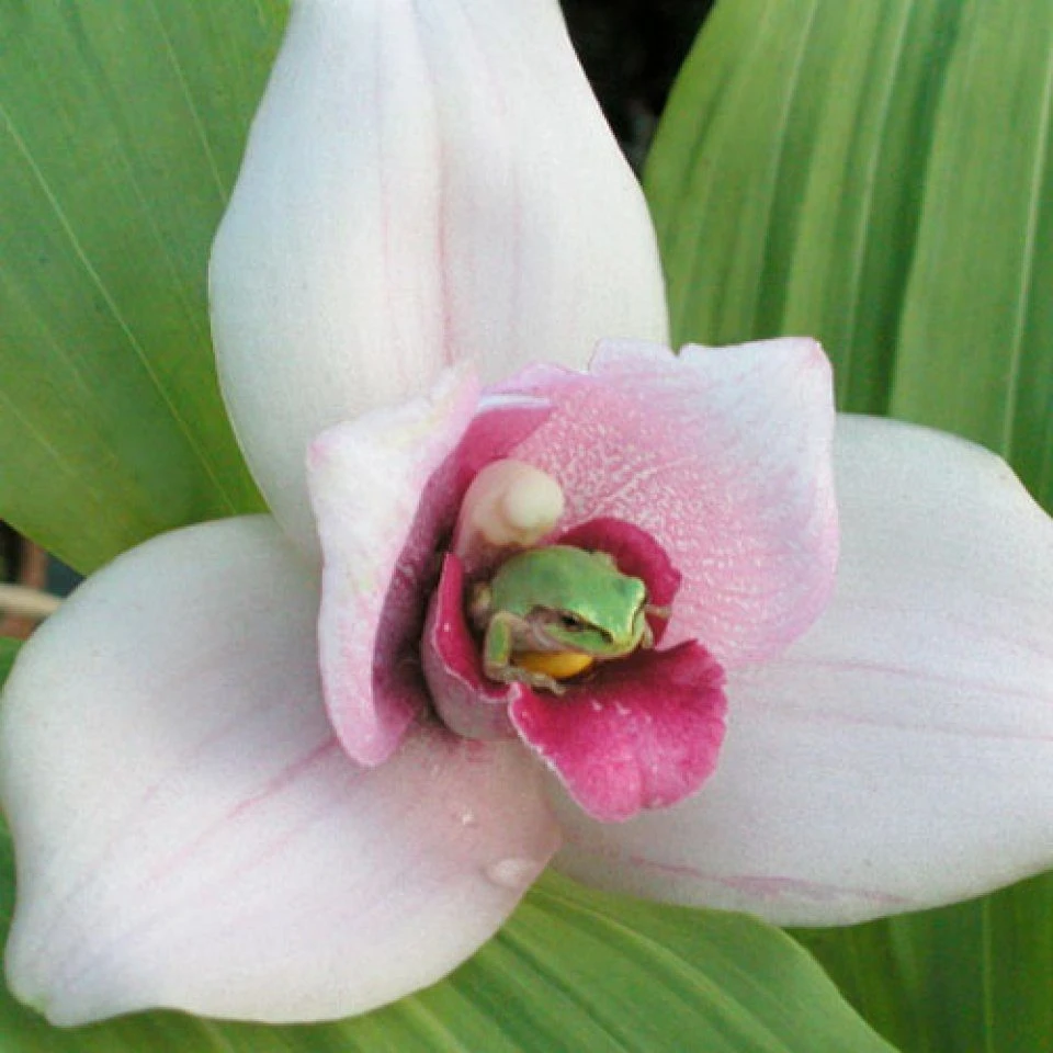 Lycaste, Ida And Anguloa 8 Lycaste, Ida And Anguloa - Image 6