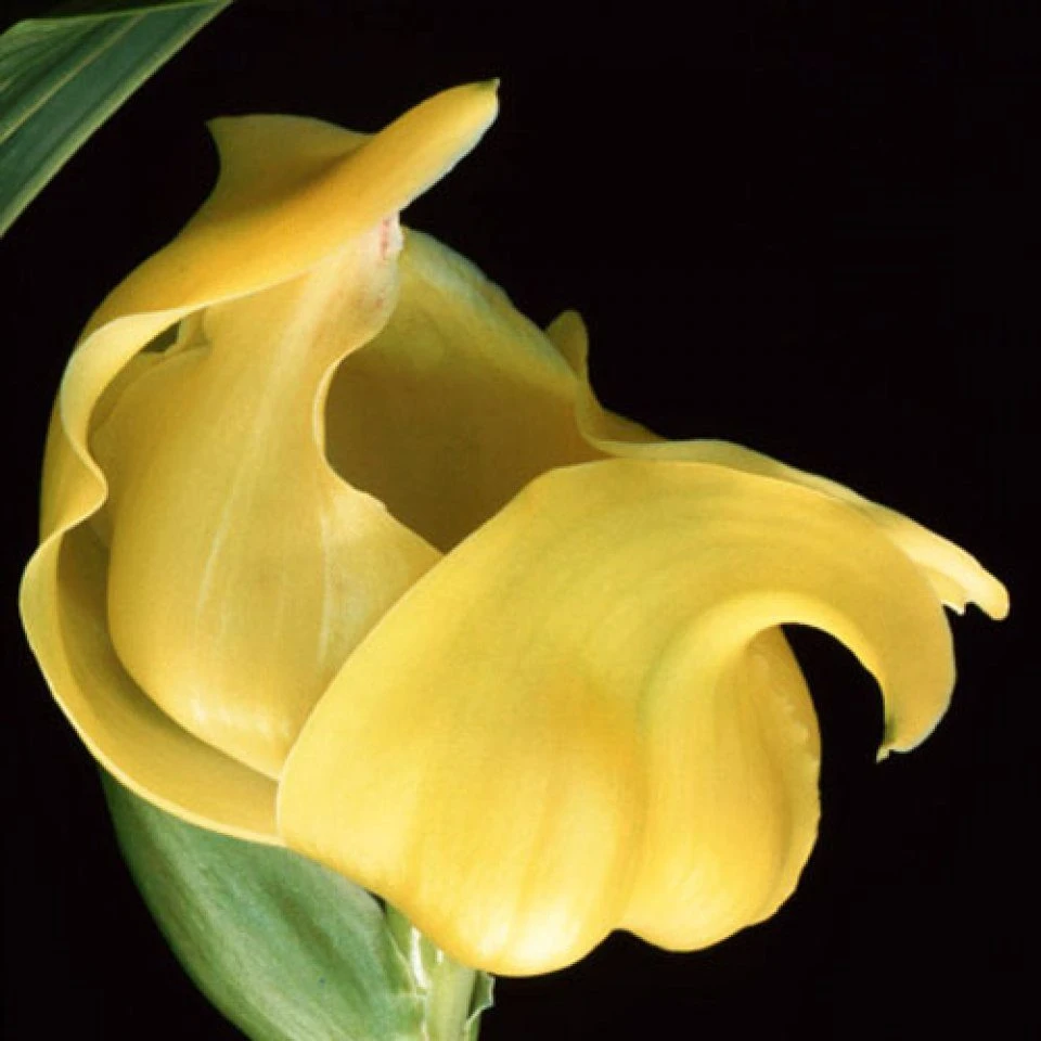 Lycaste, Ida And Anguloa 10 Lycaste, Ida And Anguloa - Image 8