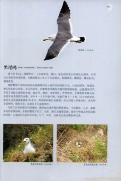 Waterbirds In China [Chinese] -Wildlife Professional Books 176035 3