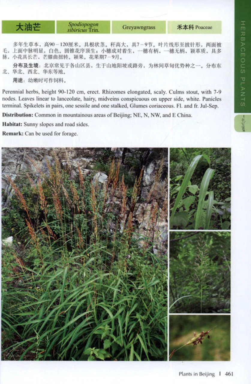 Plants In Beijing 4 Plants In Beijing - Image 2