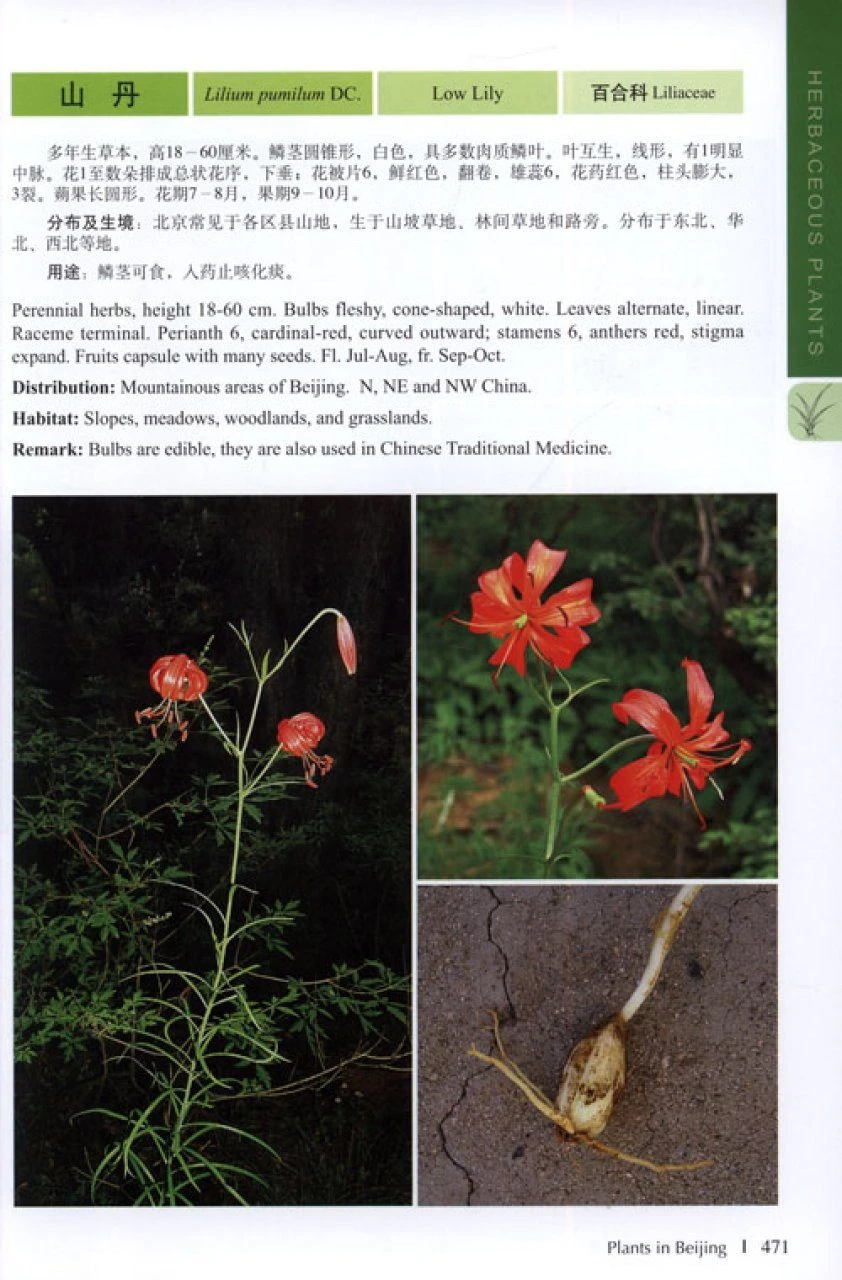 Plants In Beijing 5 Plants In Beijing - Image 3