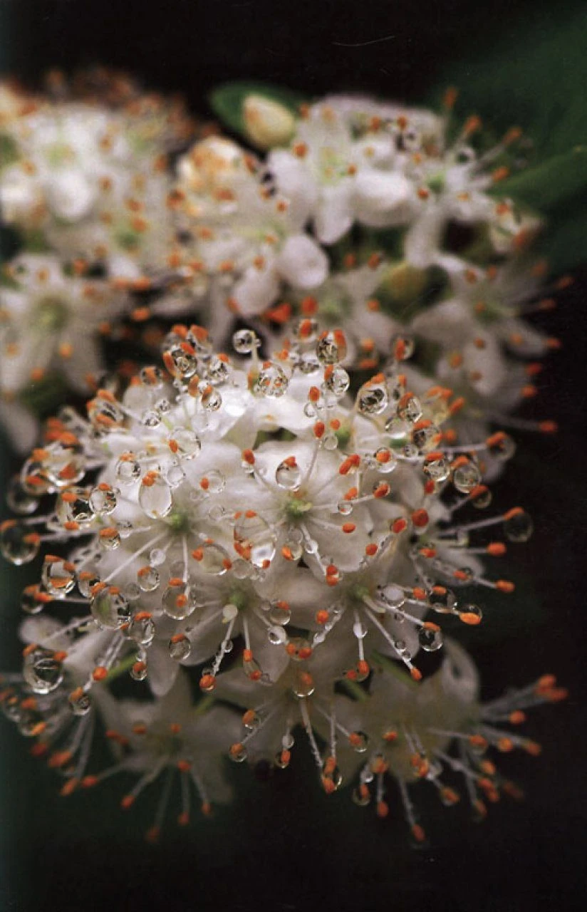 Plants In Beijing 7 Plants In Beijing - Image 5