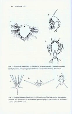 Shallow Seas 12 Shallow Seas -Wildlife Professional Books 177555 1