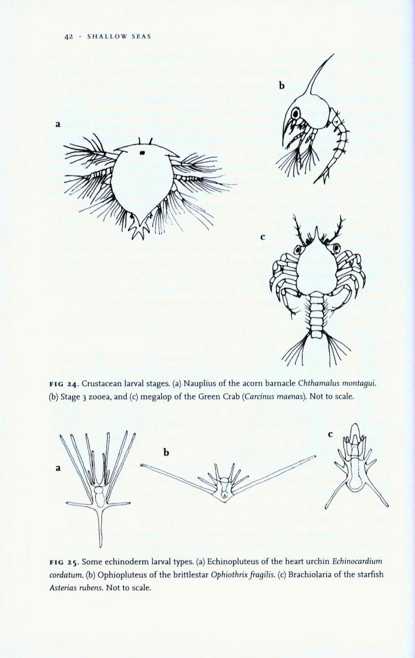 Shallow Seas 5 Shallow Seas - Image 3