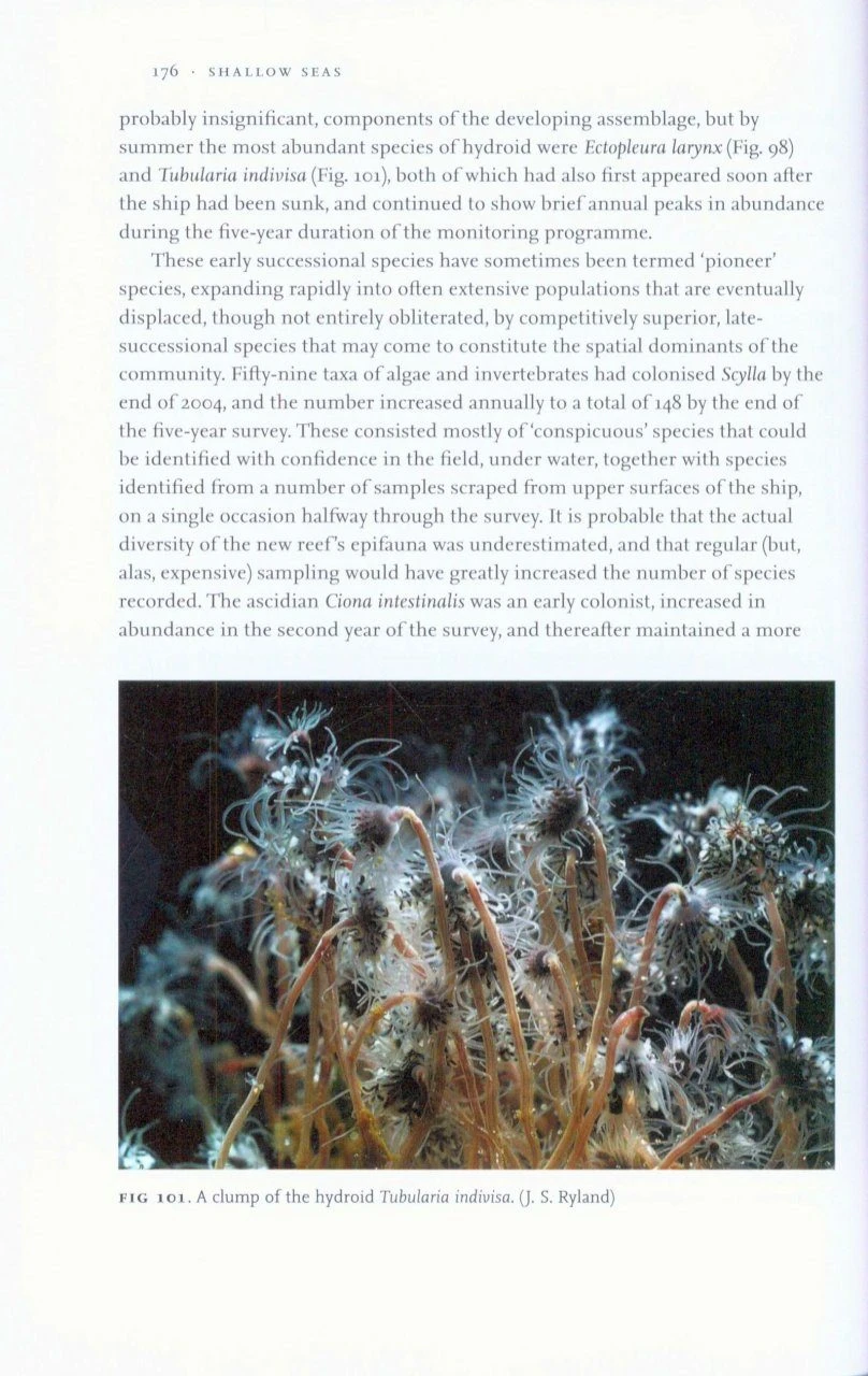 Shallow Seas 7 Shallow Seas - Image 5